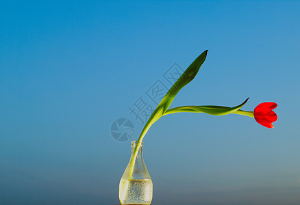 紧贴的郁金花朵站在蓝背景上白色花瓣花束黄色红色花园绿色天空叶子粉色图片