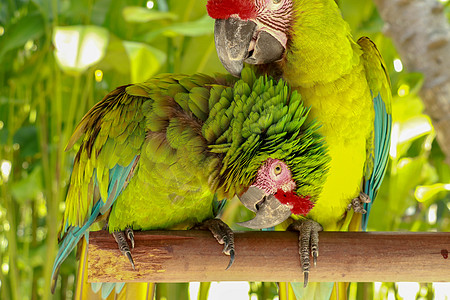 一对相爱的鹦鹉 伟大的绿色金刚鹦鹉也被称为伟大的军事金刚鹦鹉或布冯的金刚鹦鹉 或伟大的军事金刚鹦鹉 野生动物荒野动物亚种森林雨林图片