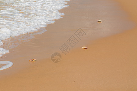 沙滩上的鬼螃蟹海滩眼睛动物生物反射海洋海岸野生动物警报环境图片