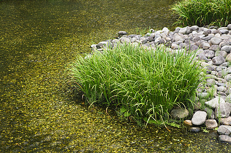 果子园 紧紧地围成一串小溪鹅卵石溪流植物禅意曲线场景花园文化绿色图片