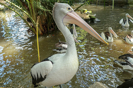 野生缝合时的澳大利亚类佩雷卡纳斯锥形动物小袋荒野打扮眼睛池塘脖子鸟类水禽羽毛翅膀图片