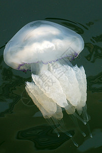 海水中紧闭的白水母鱼热带海洋海蜇生活异国野生动物水族馆蓝色情调游泳图片