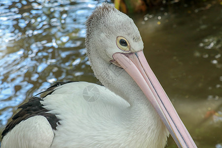 佩勒卡纳斯科斯皮利拉图斯 澳洲头 颈部和有近视照片的账单荒野动物群航班水鸟王国海滩白色动物园海洋图片