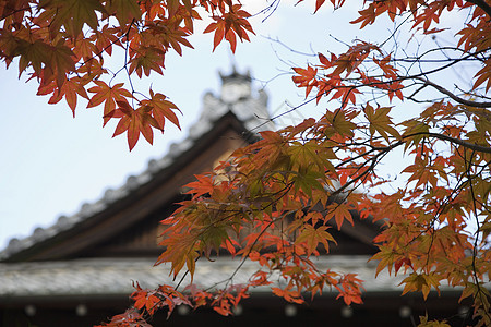 日本京都天juan 寺庙屋顶 前方有日本青树文化前景枫树红色分支机构建筑学叶子场所宗教图片