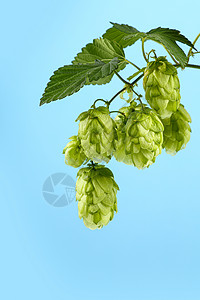 在蓝天上特写新的绿色跳跃小树枝树叶叶子植物爬行者草本食物啤酒厂农业药品酿造图片