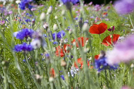 野生鲜花在草原的照片蓝色农村森林环境叶子植物太阳晴天花园花瓣图片