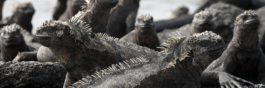 加拉帕戈斯动物-海洋伊瓜纳的全景横幅 头顶上有较小的海洋蜥蜴图片