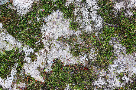 带苔藓的森林地面纹理的详细特写视图衬套植物宏观锥体森林松树松果气候变化生长木头图片