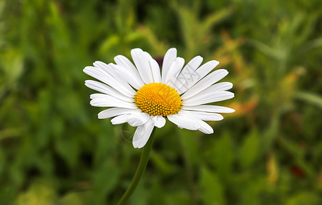 绿色田地上美丽的白红花朵 利卡尼特姆白花牛眼季节花园场地宏观雏菊植物群植物环境图片