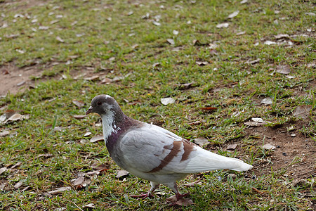 青草中的猪鸟 高质量照片棕色蓝色荒野鸽子野生动物场地花园鸟类翅膀绿色图片