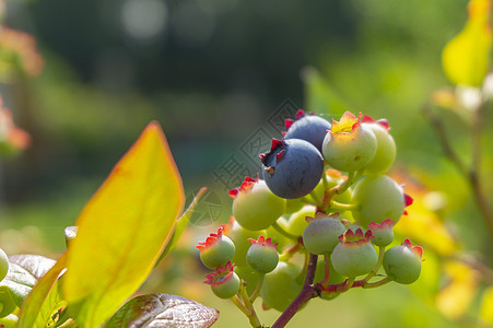 在灌木丛上的一个集群中 单一成熟的蓝莓浆果营养收成甜点饮食树叶衬套农业叶子植物图片