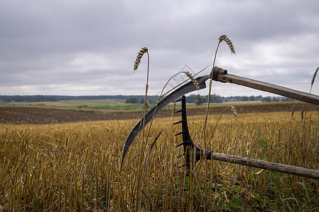 在一个收获的田地里 在采伐的田地里 有铁丝网和摇篮乡村小麦镰刀配件生物生态农村草地农场环境图片