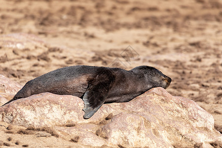 纳米比亚Cape Cross的非洲食肉动物棕色海豹小狗哺乳动物海滩毛皮半岛海岸线殖民地团体动物群荒野图片