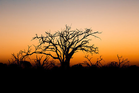 非洲日落 前面有树国家荒野橙子太阳旅游公园野生动物大草原阳光游戏图片