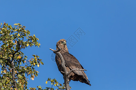 雄伟的黄褐色老鹰博茨瓦纳非洲野生动物园野生动物图片