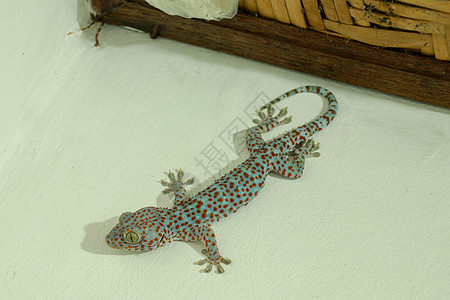 Tokay Gecko在墙上 蓝色Gekko Gecko带橙色斑点蜥蜴蚊子动物异国皮肤地面生物动物群尾巴壁虎图片