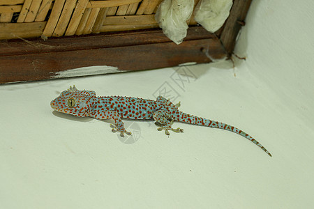 Tokay Gecko在墙上 蓝色Gekko Gecko带橙色斑点动物群爬虫学房子壁虎宠物异国生物荒野热带动物图片