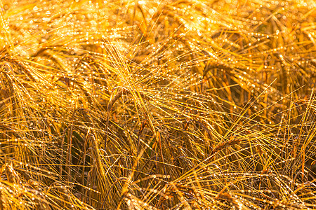 月亮升起时 农地上有金色的黑麦耳朵 清晨涂满了露水 太阳的光芒在滴落中反映出来大麦谷物玉米金子风景场地稻草收成土地栽培图片