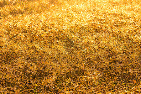 日出在一片农耕的田地里 有金色的黑麦黑麦栽培小麦晴天场地大麦谷物农田稻草生长日落图片