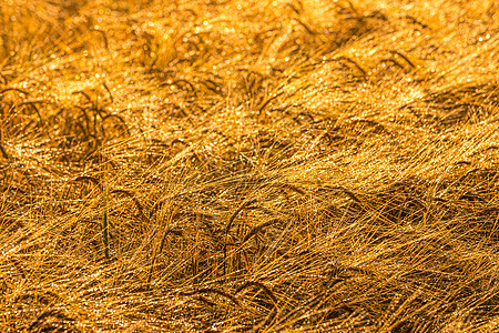 月亮升起时 农地上有金色的黑麦耳朵 清晨涂满了露水 太阳的光芒在滴落中反映出来太阳光小麦农业金子农村水滴食物栽培日落收成图片