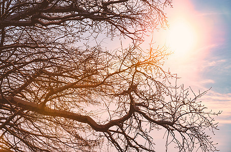 日落太阳阴云的寒冬树图片