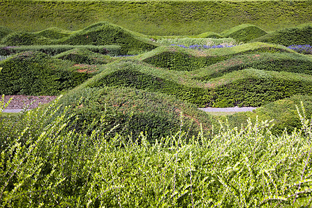 近距离观察设计美美的对缝历史外科绿色树篱设计师花园波浪风景医生迷宫图片