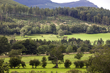 草地树木生长的景象林地环境自然世界森林场地风景草原湖区地貌绿色背景图片
