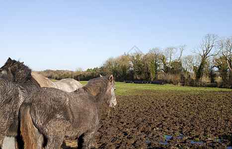 泥田中的马匹农村哺乳动物风光阳光场景家养树木动物家畜马场图片