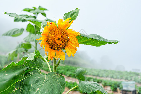 雾中的太阳花朵阳光晴天蓝色季节农业场地植物向日葵叶子天空图片