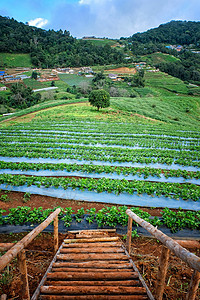 泰国清迈的稻米梯田灌溉稻田阳台食物旅游生长农场艺术场地种植园图片