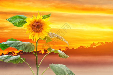 白底的太阳花生长植物晴天向日葵日落种植园蓝色叶子草地花朵图片