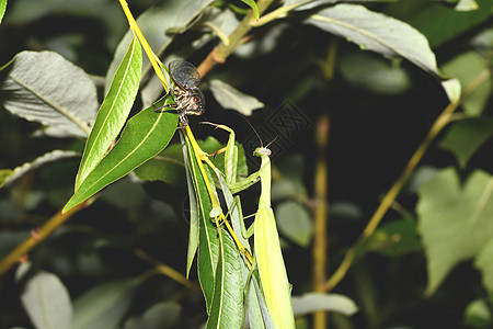 白蚁和在树枝上翅膀捕食者蚱蜢昆虫动物图片