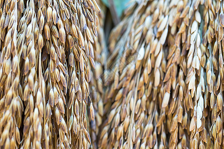 干稻稻种生产米粒粮食栽培碳水茉莉花收成农民化合物稻田图片