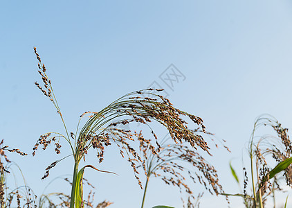 Sorghum或Millet油田谷物面粉珍珠食物生长收成种植园小麦农场粮食图片