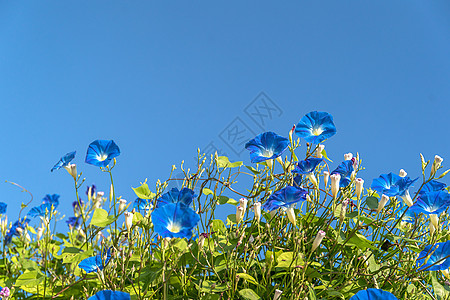 清晨花朵 蓝色天空植物学植物紫色蓝花藤蔓公园植物群园艺叶子番薯图片