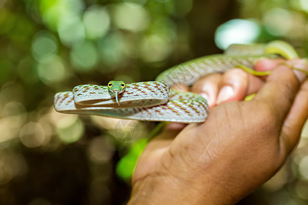 亚洲藤蛇 北苏拉威西 印度尼西亚野生生物毒液丛林致命情调雨林国家异国眼睛荒野猎物图片