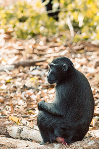 西莱布斯登峰造极的马卡克 苏拉威西 印度尼西亚野生生物头发眼睛凤头卷尾哺乳动物荒野公园森林濒危明星图片