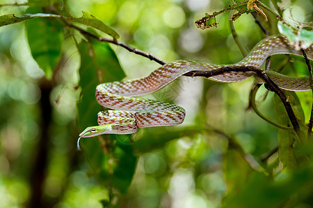 亚洲藤蛇 北苏拉威西 印度尼西亚野生生物舌头国家猎物荒野眼睛藤蔓热带丛林毒蛇雨林图片
