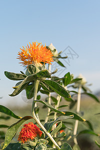 红花开始开花绿色叶子草本植物橙子树叶植物花头花序植物群花园图片