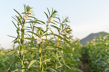 植树上的芝麻热带农田种植园绿色植物场地食物叶子粮食农场图片