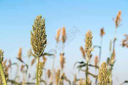 蓝天时高梁在战地特工的蓝色天空中食物生长种子粮食种植园糯米收成面粉谷物高粱图片