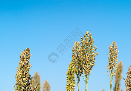 高梁或米粉剂蓝色天空糯米场地小麦珍珠种植园面粉种子植物蓝天高粱图片