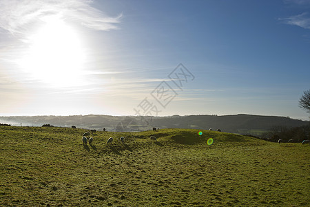 爱尔兰肉类郡 羊牧与太阳耀斑场地农场风光家畜家养田园爬坡草原牧场农村图片