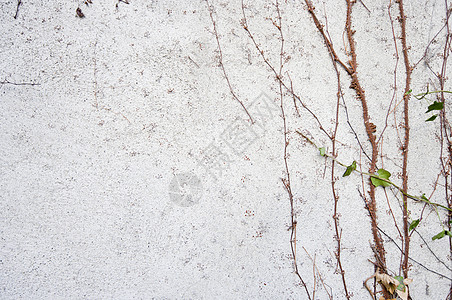 长在墙上的藤树藤蔓植物建筑学白色生长建筑细节静物图片