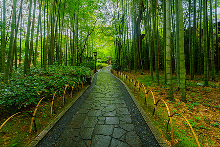 在Shuzenji的小竹林竹子森林小路历史性旅行观光温泉文化地标旅游图片