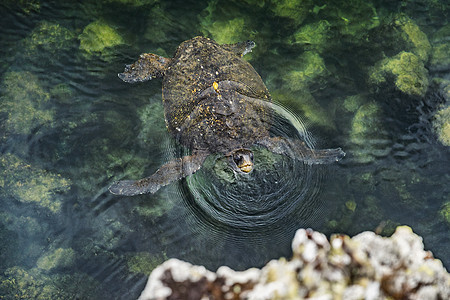 加拉帕戈斯绿海龟在加拉帕戈斯群岛上游泳 在南美厄瓜多尔加拉帕戈斯海洋保护区与绿海龟一起浮潜 来自 伊莎贝拉岛的隧道图片