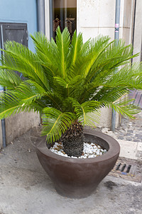 花瓶上的小棕榈树 如显示植物学花朵季节花园房子农业叶子植物生长园艺图片