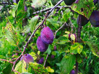 两个成熟的梅子在树枝上绿色李子果园蓝色紫色叶子果树食物修剪水果图片