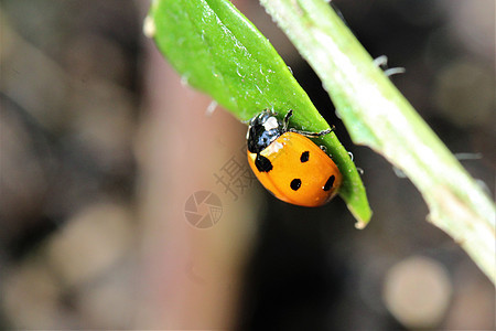 作为绿色植物的特辑 Ladybug季节动物甲虫野生动物绿色花园荒野黑色植物昆虫图片