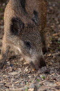 野猪在橡树下吃玉米荒野眼睛棕色灌木丛野生动物环境鼻子哺乳动物耳朵公园图片
